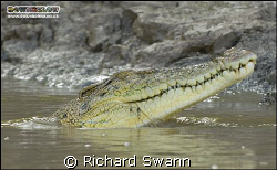 Smile for the camera !

Saltwater Crocodile, Kinabatang... by Richard Swann 